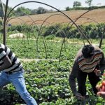Британски депутат: Българските работници не могат да използват мобилен телефон