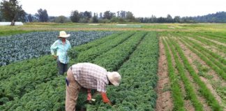 Брекзит удари и българските работници във ферми