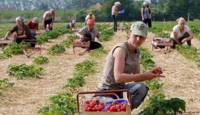 Испания дава €38 на ден за бране на ягоди, у нас – малко е