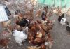 Поредната идиотия: Бабите на село не може да гледат по повече от 50 кокошки в дворовете си