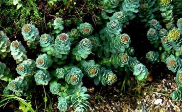 Мощната билка на прабългарите – Ползват я в КГБ и Байконур! Мощната билка на прабългарите – Ползват я в КГБ и Байконур!