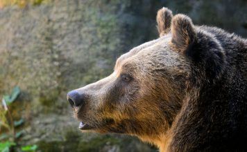 Народна приказка: Лоша дума не се забравя Народна приказка: Лоша дума не се забравя