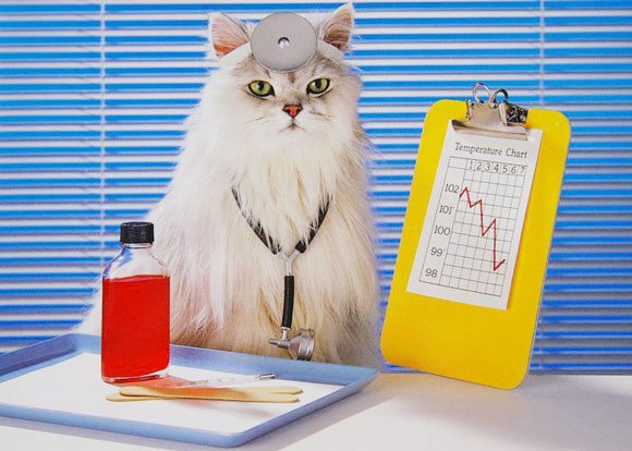 Учените са доказали – котка трябва да има във всеки дом!