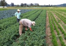 Брекзит удари и българските работници във ферми