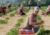 Испания дава €38 на ден за бране на ягоди, у нас – малко е