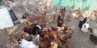 Поредната идиотия: Бабите на село не може да гледат по повече от 50 кокошки в дворовете си