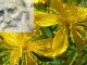 Жълт кантарион в зехтин: Легендарната рецепта на Петър Дънов